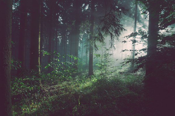 Forest bathing immersion in nature